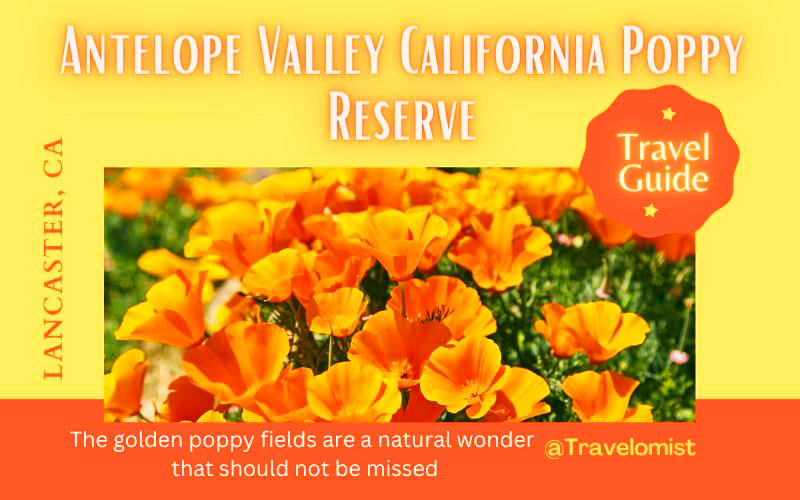 Antelope-Valley-California-Poppy-Reserve