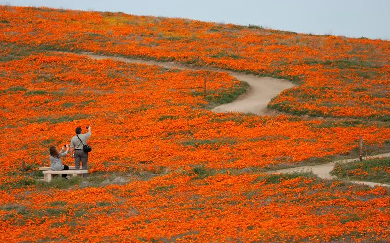California Poppy Fields