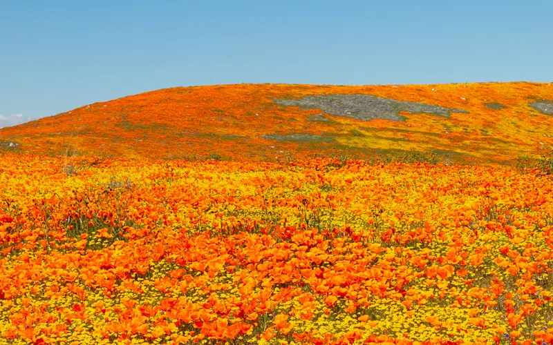 The Poppy Reserve Wildflower Hotline