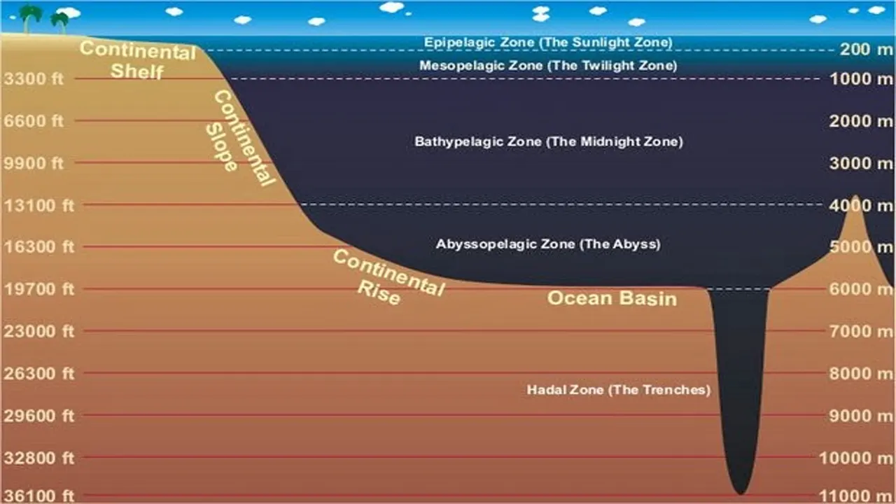 Different Zones Of The Abyssal Zone