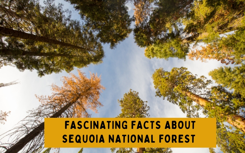 Fascinating Facts About Sequoia National Forest