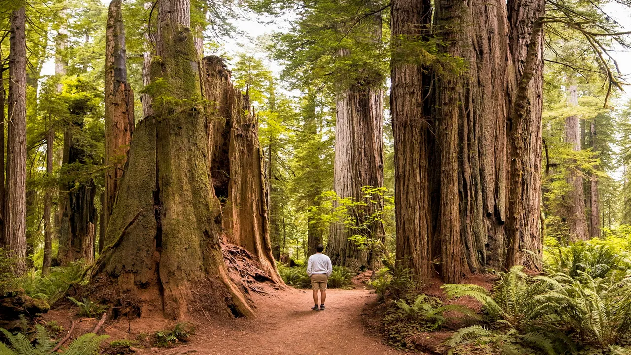 sequoia national forest facts