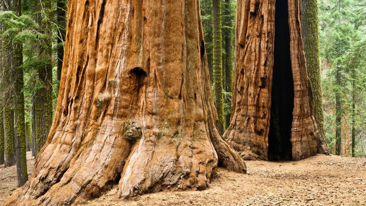 sequoia national forest trees